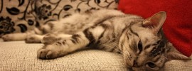 Katze-Nichtstun