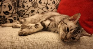 Katze-Nichtstun