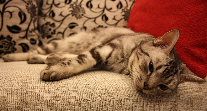 Katze-Nichtstun